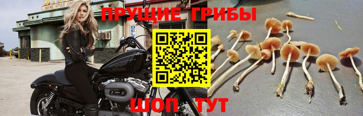 Гуково  наркошоп  Вход с VPN  Псилоцибиновые грибы MAGIC MUSHROOMS 